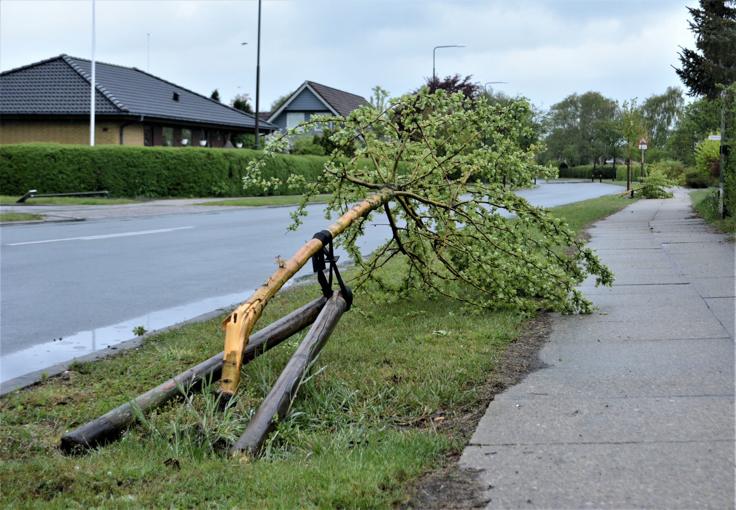 To træer blev knækket, og det samme skete for et vejskilt i venstre side af billedet.